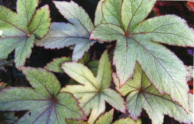 B. ‘Pollux’